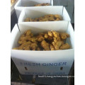 Fresh 250g and up Ginger